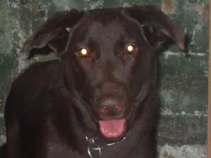 Cachorro raça Labrador idade 6 ou mais anos nome Dara