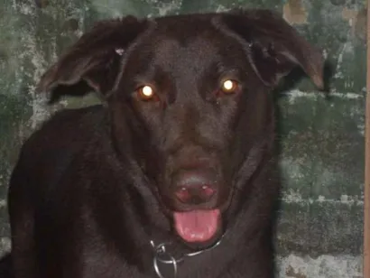 Cachorro raça Labrador idade 6 ou mais anos nome Dara