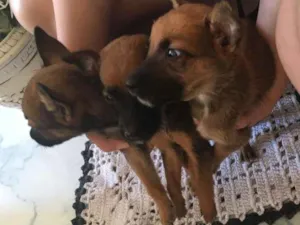 Cachorro raça Mistura  idade 2 a 6 meses nome Não possui