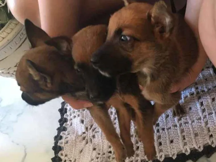 Cachorro ra a Mistura  idade 2 a 6 meses nome Não possui