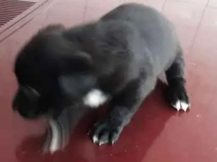 Cachorro ra a Vira lata idade Abaixo de 2 meses nome Filhotes