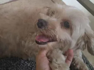 Cachorro raça SRD idade 2 anos nome Sem nome