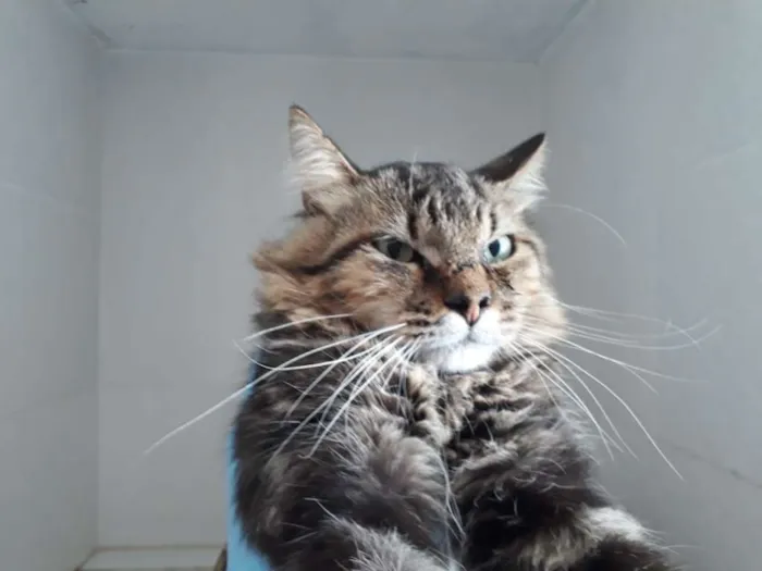 Gato ra a  idade 1 ano nome Duke