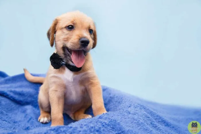 Cachorro raça SRD idade Abaixo de 2 meses nome Luis Fernando