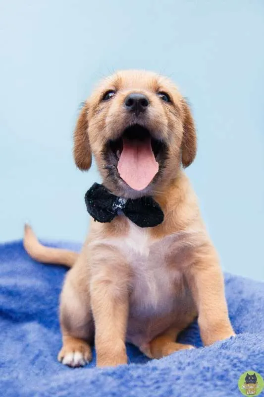 Cachorro raça SRD idade Abaixo de 2 meses nome Luis Fernando