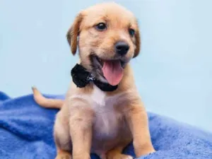 Cachorro raça SRD idade Abaixo de 2 meses nome Luis Fernando