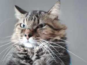 Gato raça  idade 1 ano nome Duke