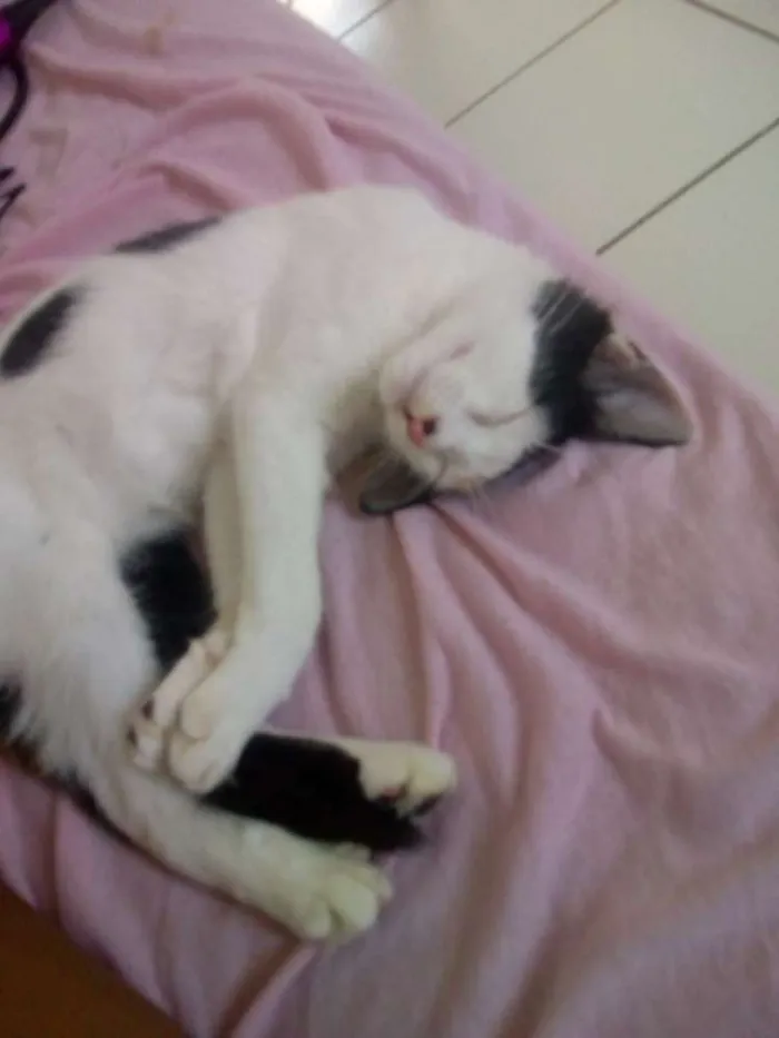 Gato ra a Sem raça definida idade 2 a 6 meses nome Sem nome