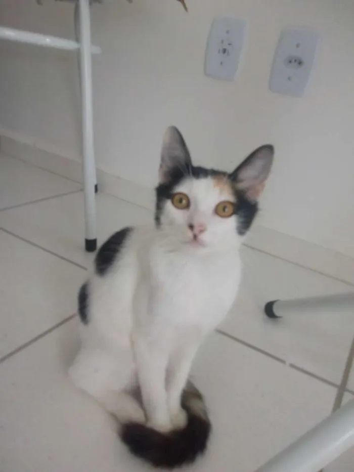 Gato ra a Sem raça definida idade 2 a 6 meses nome Sem nome