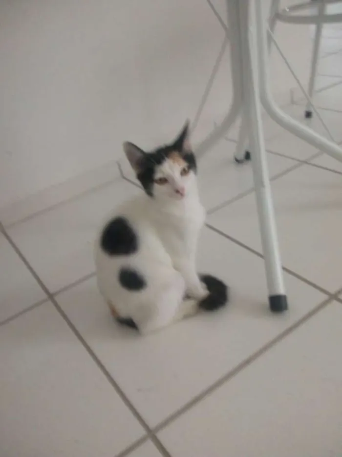 Gato ra a Sem raça definida idade 2 a 6 meses nome Sem nome