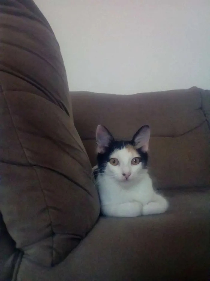 Gato ra a Sem raça definida idade 2 a 6 meses nome Sem nome