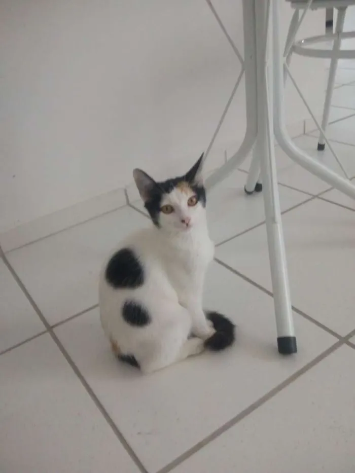 Gato ra a Sem raça definida idade 2 a 6 meses nome Sem nome