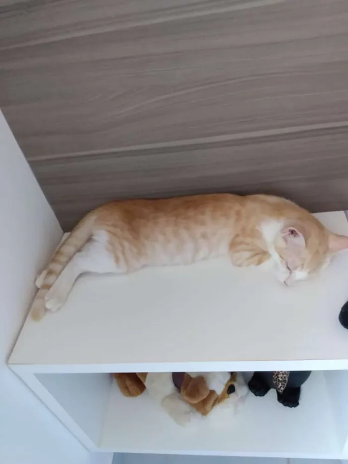 Gato raça Srd idade 2 a 6 meses nome Max