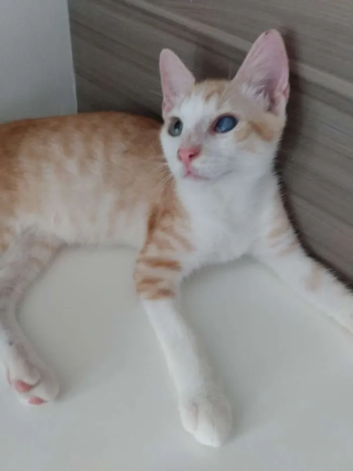 Gato raça Srd idade 2 a 6 meses nome Max