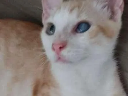 Gato raça Srd idade 2 a 6 meses nome Max