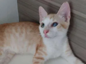 Gato raça Srd idade 2 a 6 meses nome Max