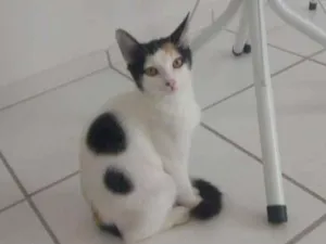 Gato raça Sem raça definida idade 2 a 6 meses nome Sem nome