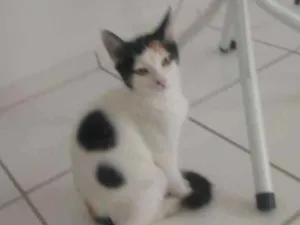 Gato raça Sem raça definida idade 2 a 6 meses nome Sem nome