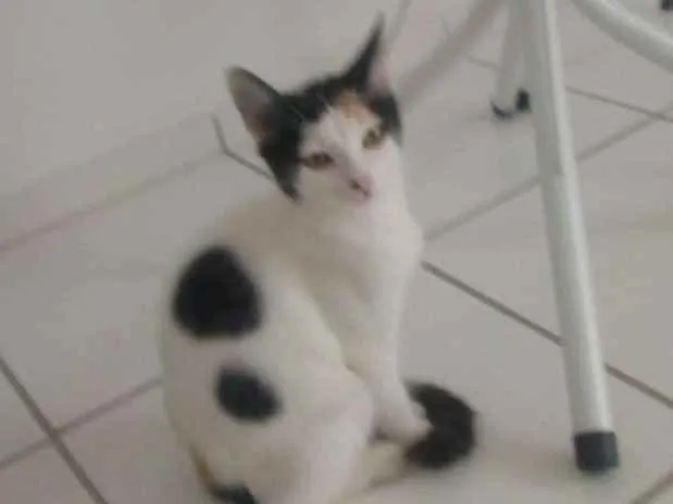 Gato ra a Sem raça definida idade 2 a 6 meses nome Sem nome