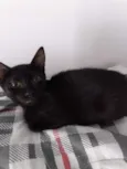 Nescau