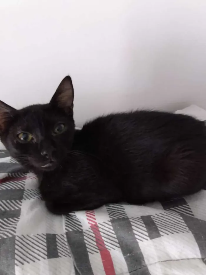 Gato raça Srd idade 2 a 6 meses nome Nescau