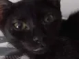 Nescau
