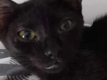 Gato raça Srd idade 2 a 6 meses nome Nescau