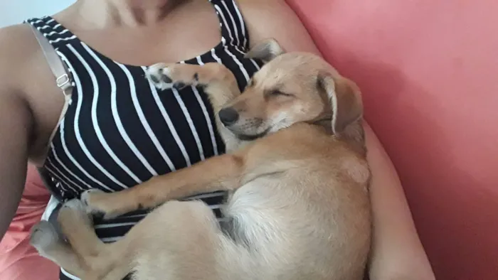 Cachorro ra a Vira alata  idade 2 a 6 meses nome Sem nome 