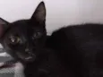 Nescau