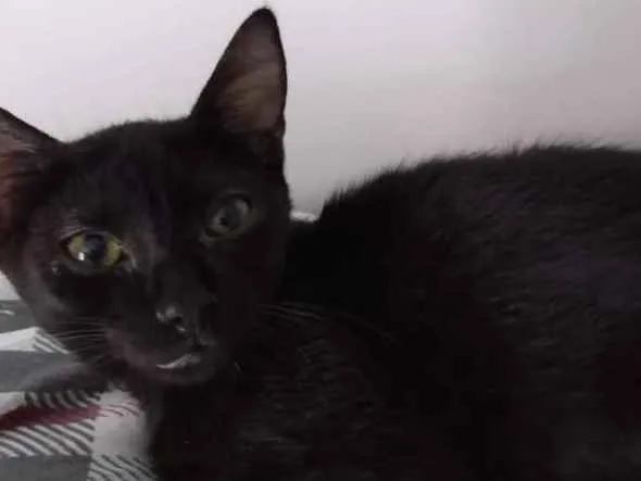 Gato raça Srd idade 2 a 6 meses nome Nescau