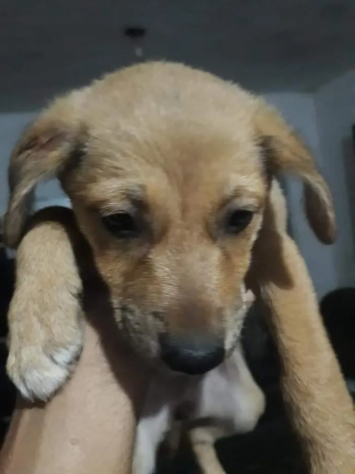 Cachorro ra a Vira alata  idade 2 a 6 meses nome Sem nome 