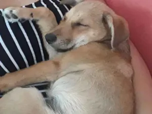 Cachorro raça Vira alata  idade 2 a 6 meses nome Sem nome 