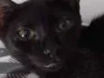 Nescau