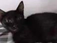Nescau