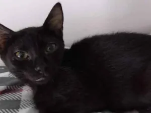 Gato raça Srd idade 2 a 6 meses nome Nescau