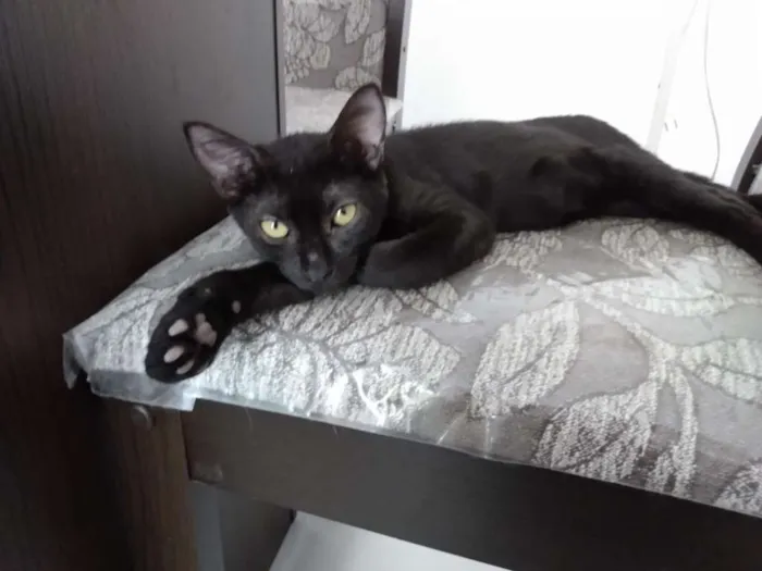 Gato raça Srd idade 2 a 6 meses nome Toddy