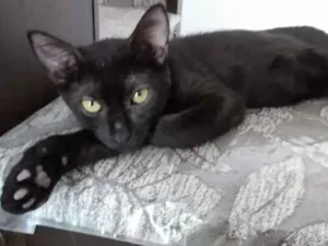Gato raça Srd idade 2 a 6 meses nome Toddy
