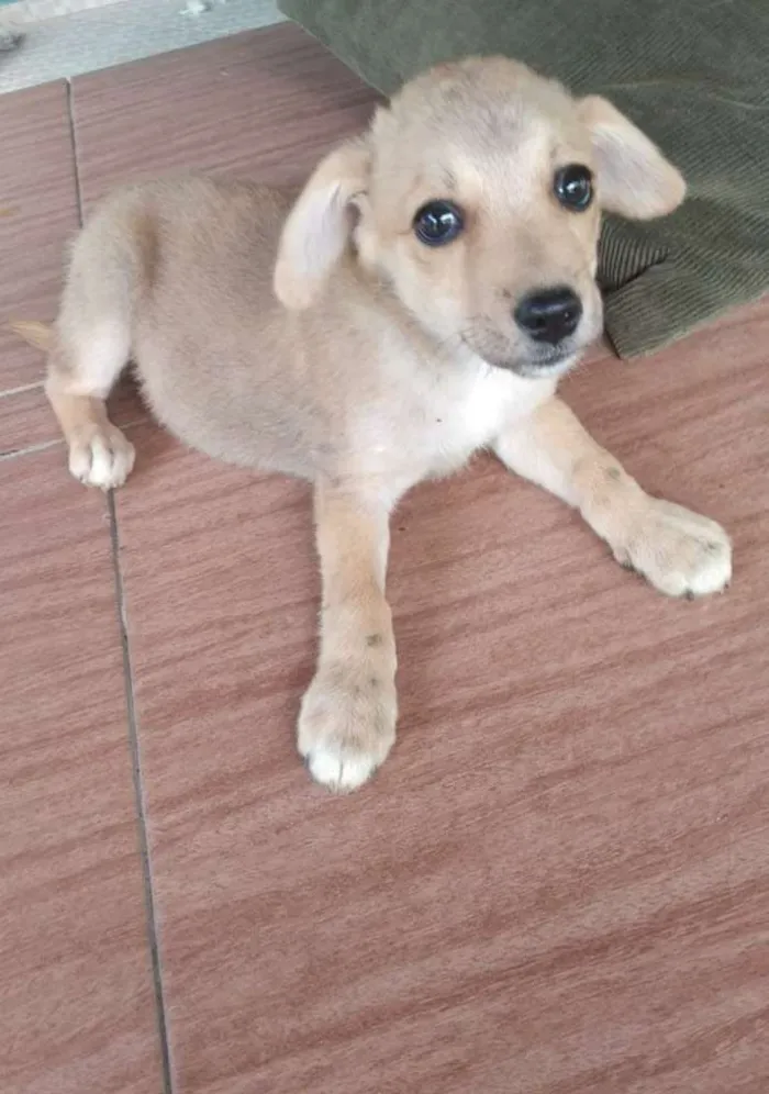 Cachorro ra a Vira Lata idade 2 a 6 meses nome Branquinha e Florzin