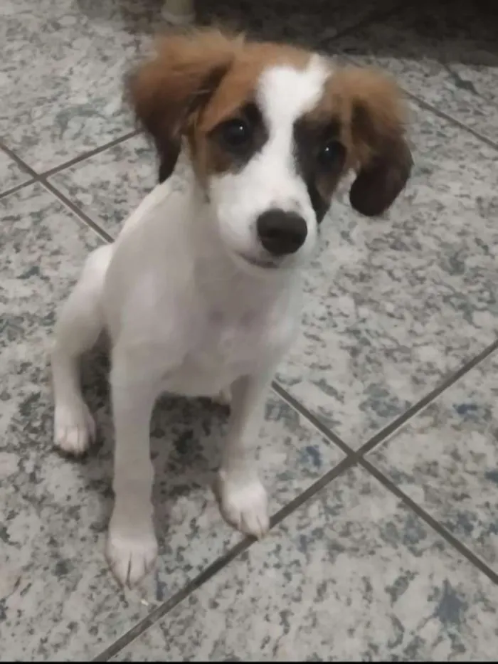 Cachorro ra a Vira Lata idade 2 a 6 meses nome Branquinha e Florzin