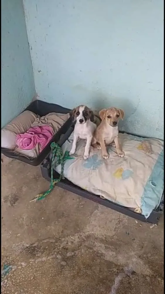 Cachorro ra a Vira Lata idade 2 a 6 meses nome Branquinha e Florzin