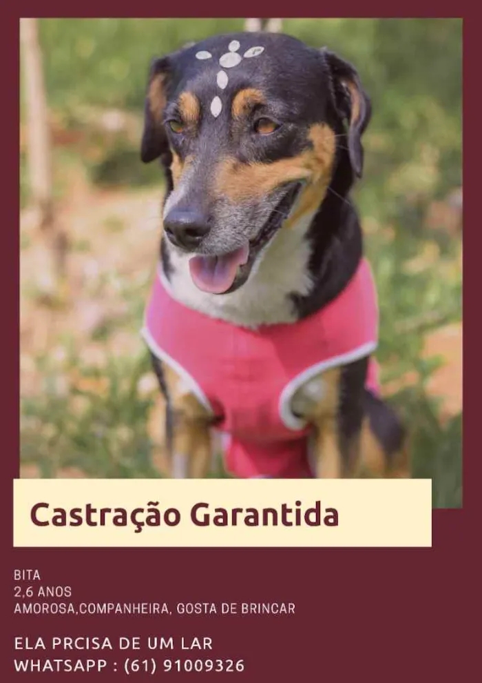 Cachorro ra a Srd idade 3 anos nome Bita