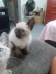 Tigra branco maura
