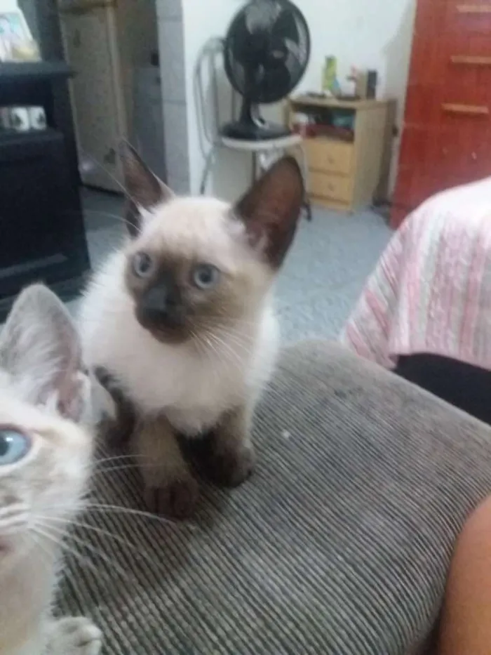 Gato ra a Vira lata  idade 2 a 6 meses nome Tigra branco maura