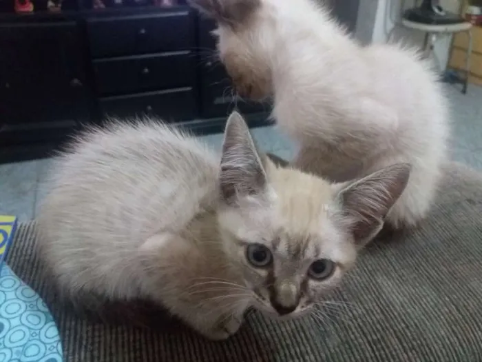 Gato ra a Vira lata  idade 2 a 6 meses nome Tigra branco maura