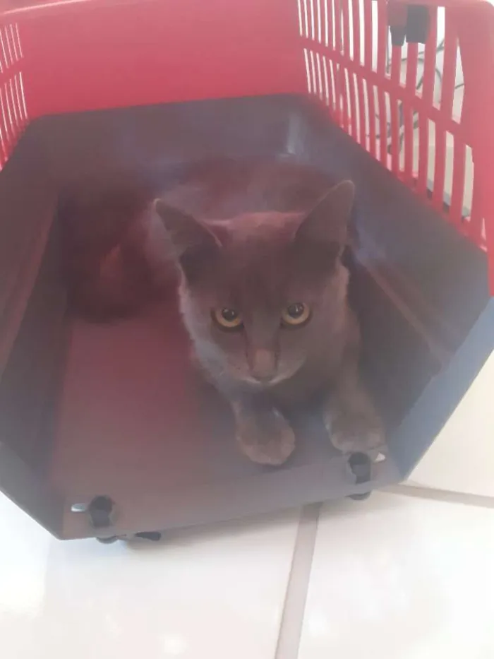 Gato ra a Não sei especificar idade 2 a 6 meses nome Ainda não tem