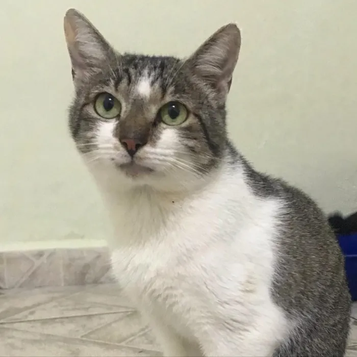 Gato ra a SRD idade 2 anos nome Donatello 