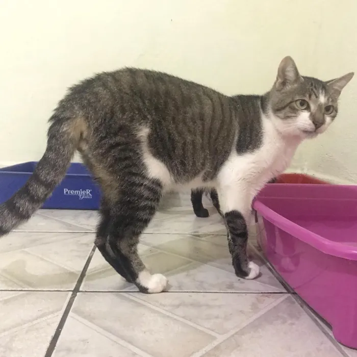 Gato ra a SRD idade 2 anos nome Donatello 