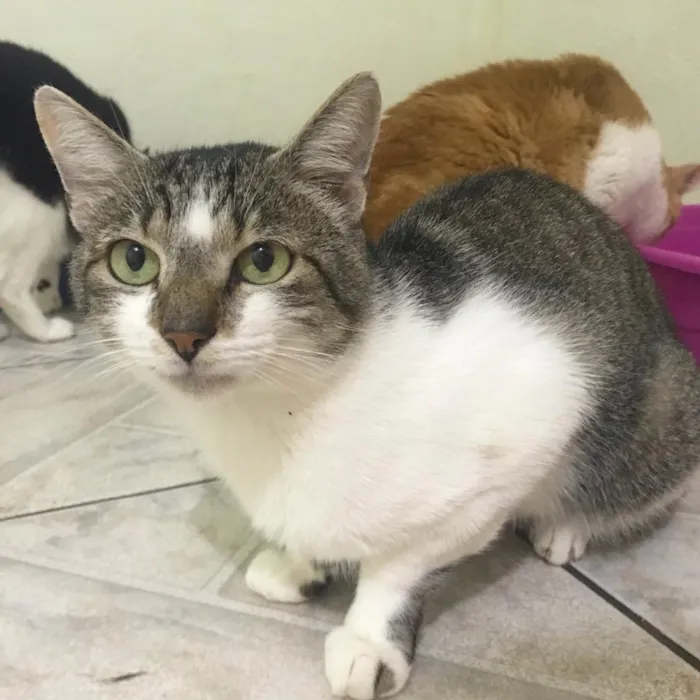 Gato ra a SRD idade 2 anos nome Donatello 