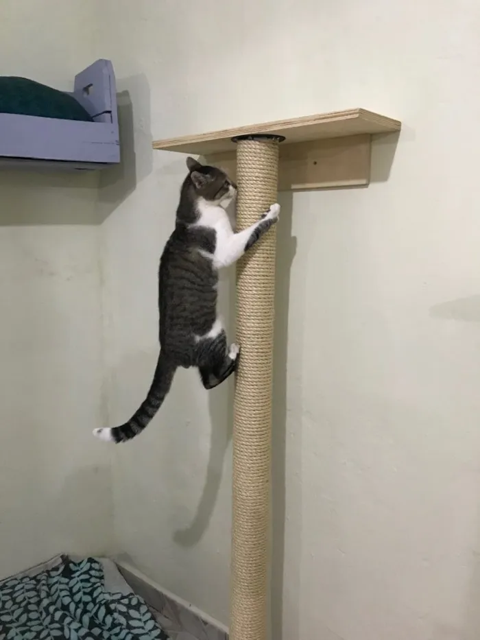Gato ra a SRD idade 2 anos nome Donatello 