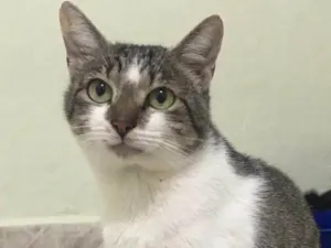 Gato raça SRD idade 2 anos nome Donatello 